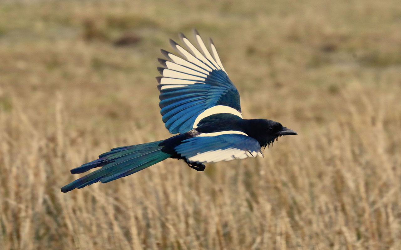 Magpies are social and brilliant birds. It's common to spot them in gardens, especially during the spring and summer months