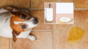Mistakes Not to Make When Your Dog Pees in the House: You Risk Spreading the Bad Smell!
