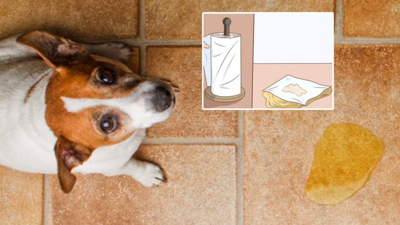 If your dog has peed on the floor, be careful not to make these mistakes: they could make the situation worse!