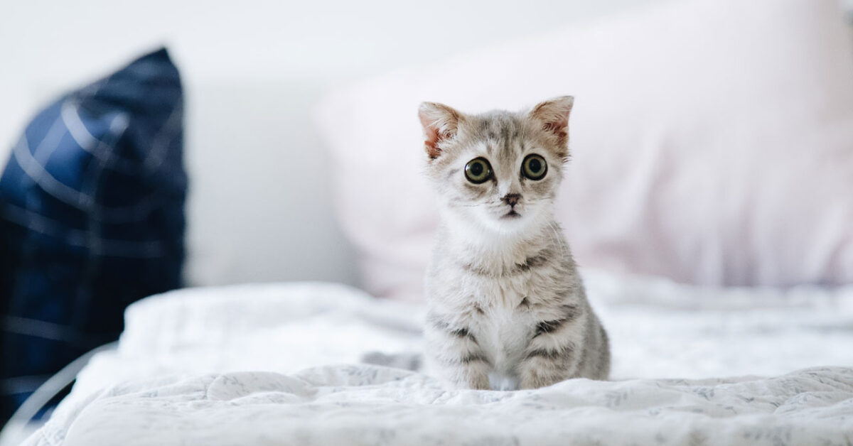 How to Dissuade Cats From Peeing in Corners of the House