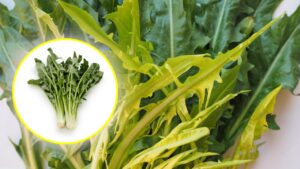 The Properties of Catalonia Chicory, the Vegetable Useful for the Liver and Intestines