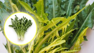 The Properties of Catalonia Chicory, the Vegetable Useful for the Liver and Intestines