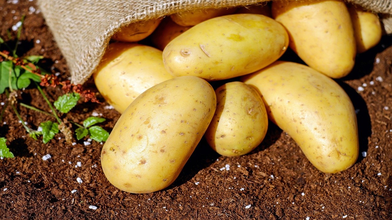 some fresh potatoes