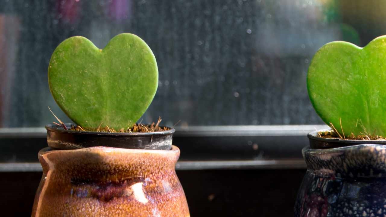 How to care for Hoya kerrii, the spectacular heart-shaped succulent