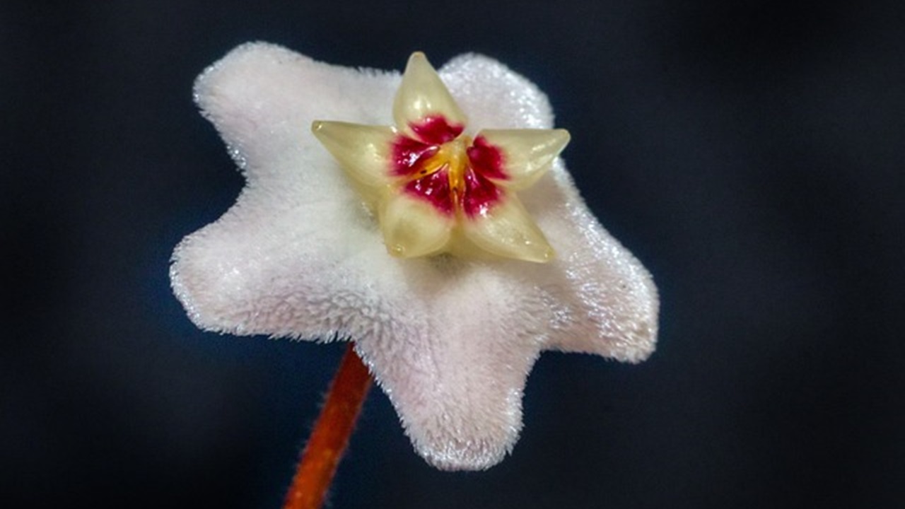 blossom hoya kerii plant