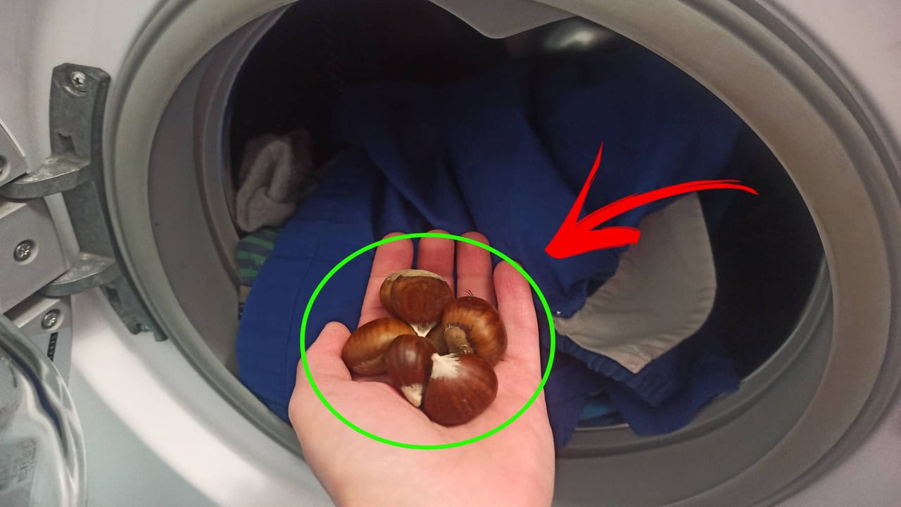 How to make a completely natural detergent at home using horse chestnut