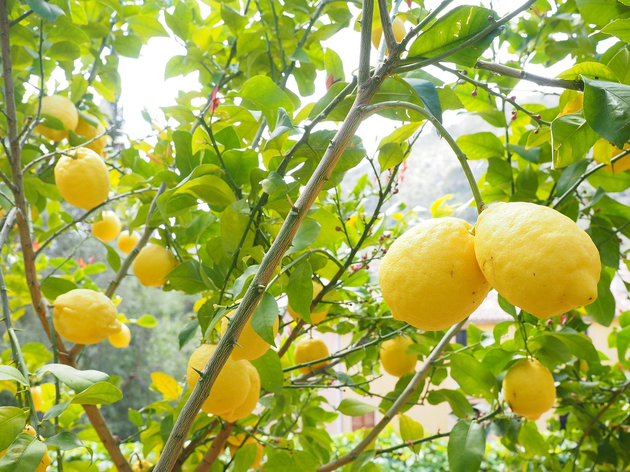 lemons hanging from trees
