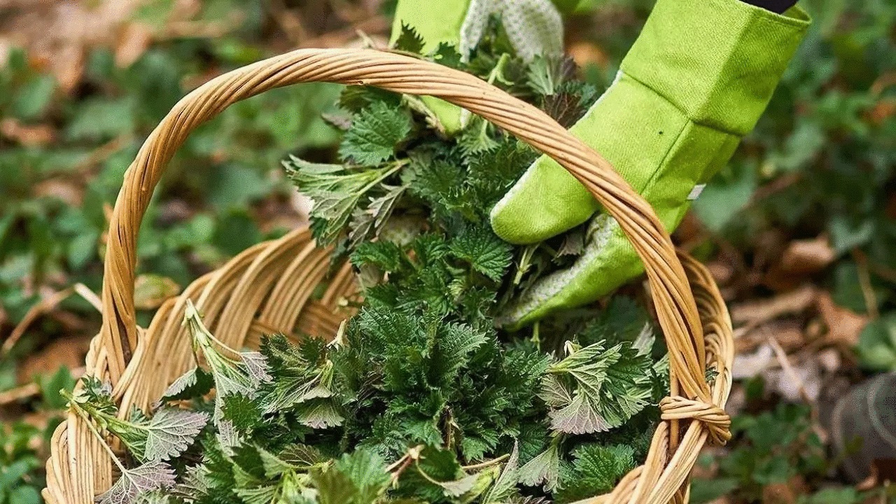 Nettle macerate: how to prepare the elixir of life for plants