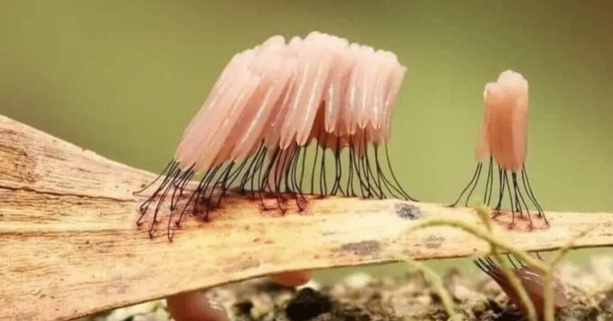 Move Like Insects They are Not Plants and They are Not Insects. They Can Move, Hunt Prey ...