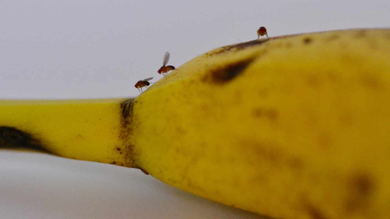 fruit flies on banana
