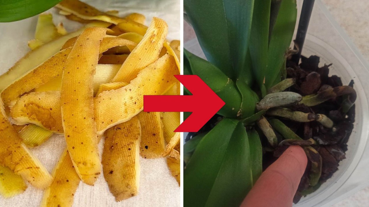 potato peels using for fertilizing orchids.