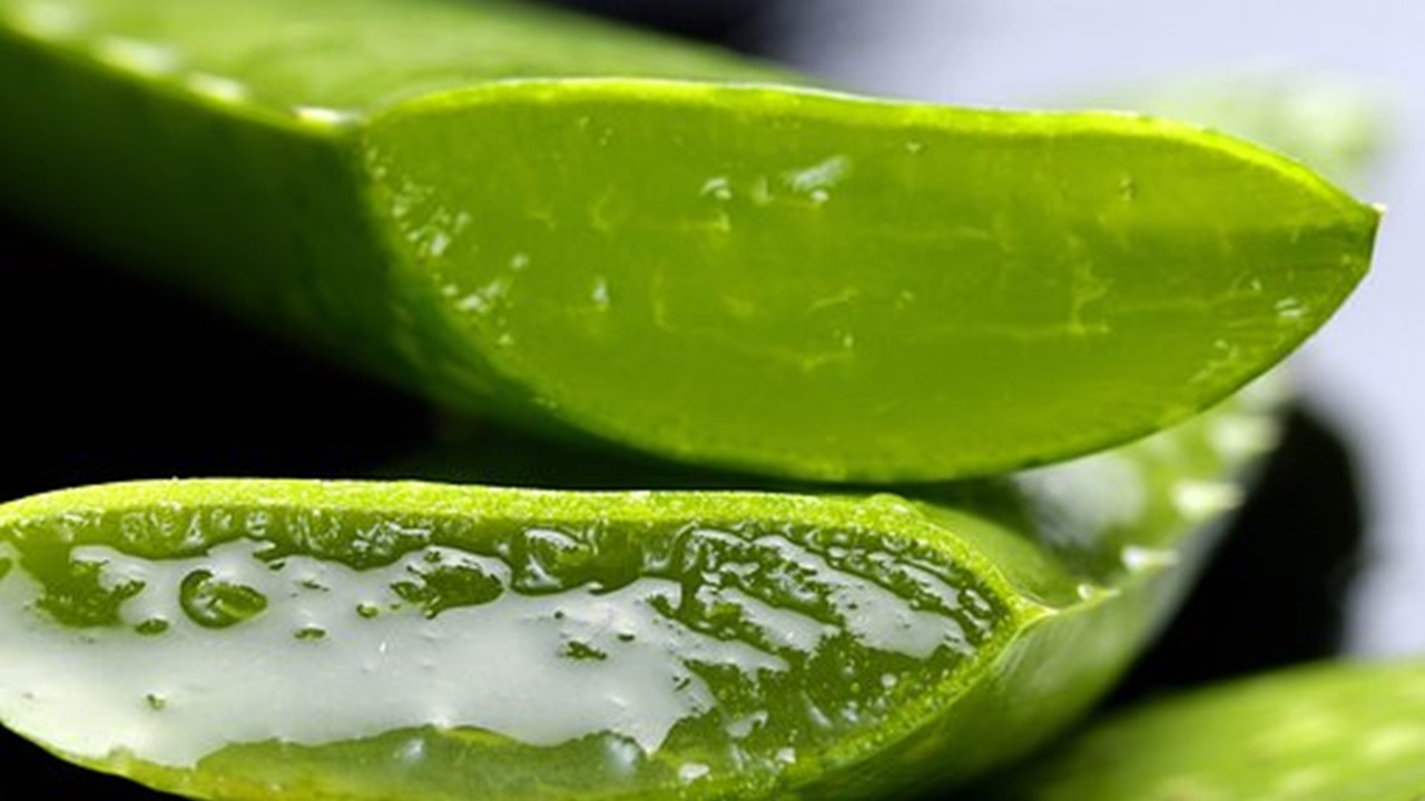 aloe vera leaves