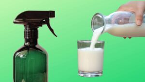 The Trick to Making a Natural Pesticide with Expired Milk