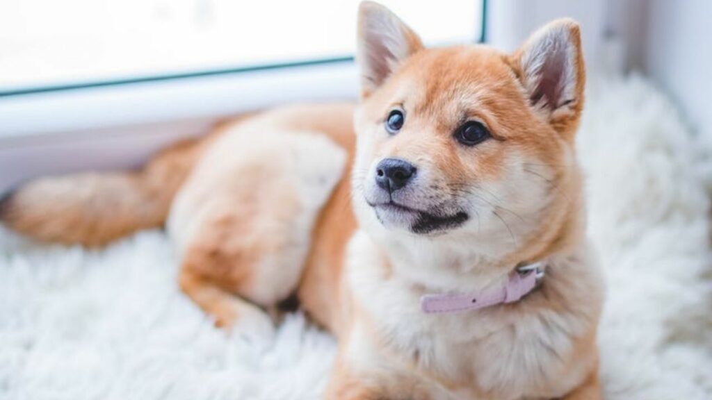 a cute dog sitting on the floor