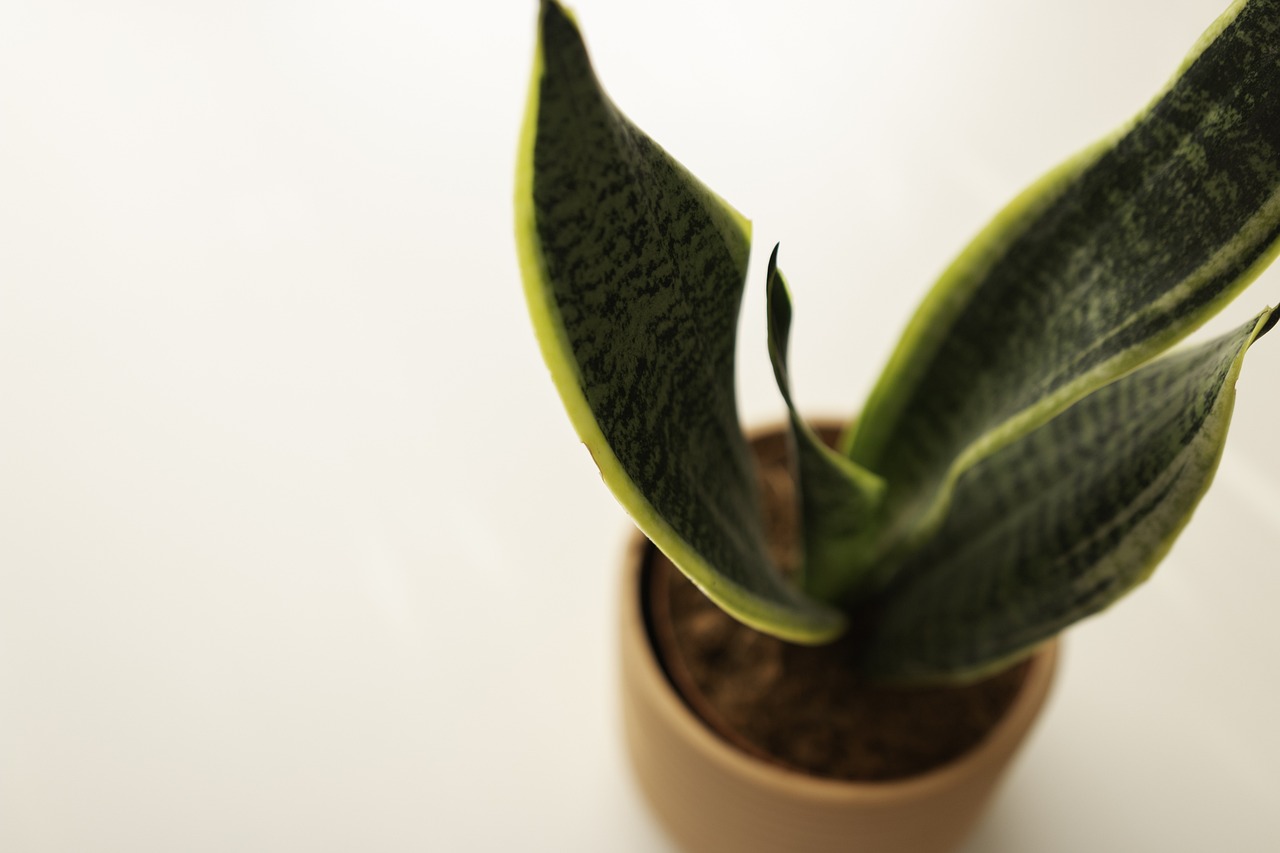 sansevieria plant in a pot