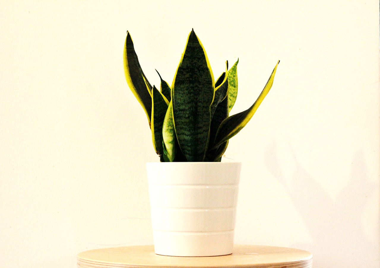 sansevieria plant in a pot placed in a room