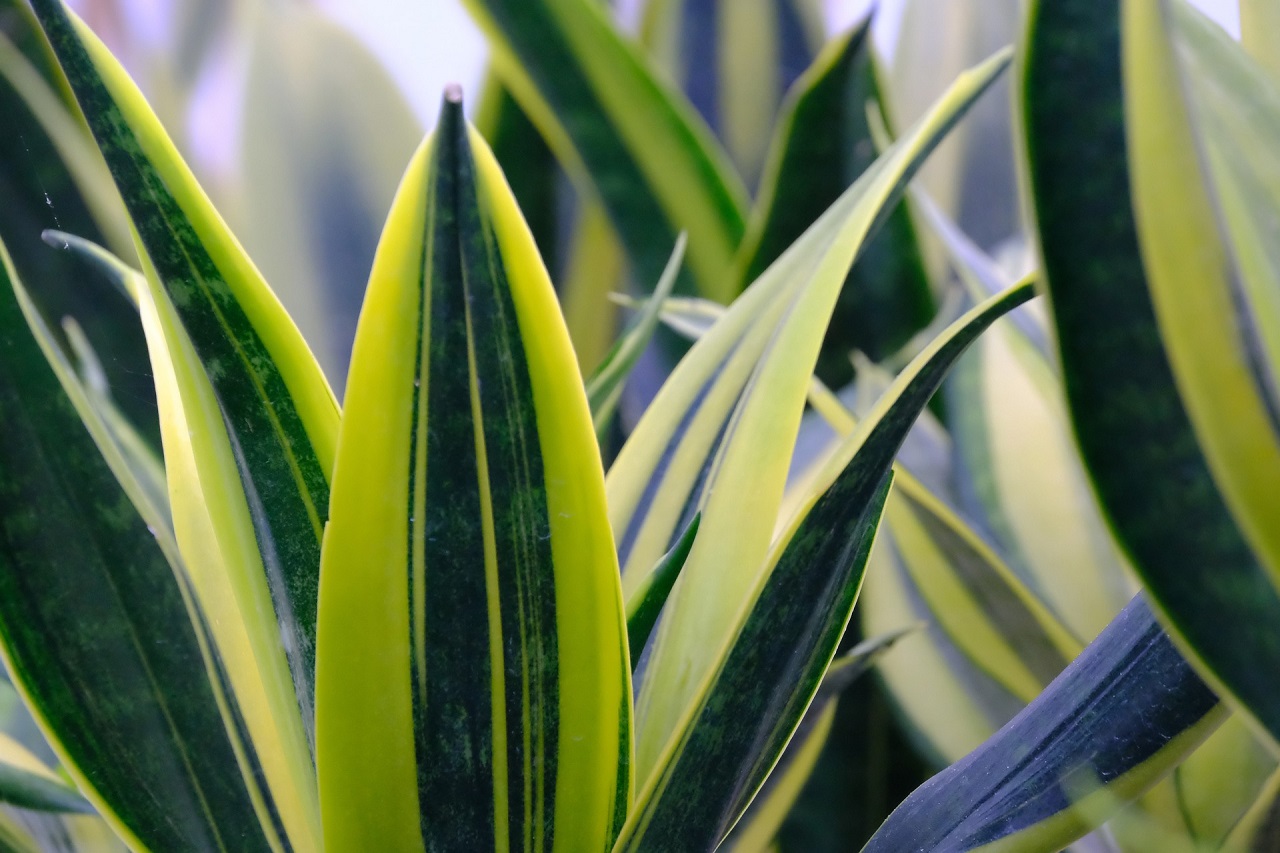 sansevieria plant is a slow-growing plant, producing a maximum of 3-4 leaves per year.