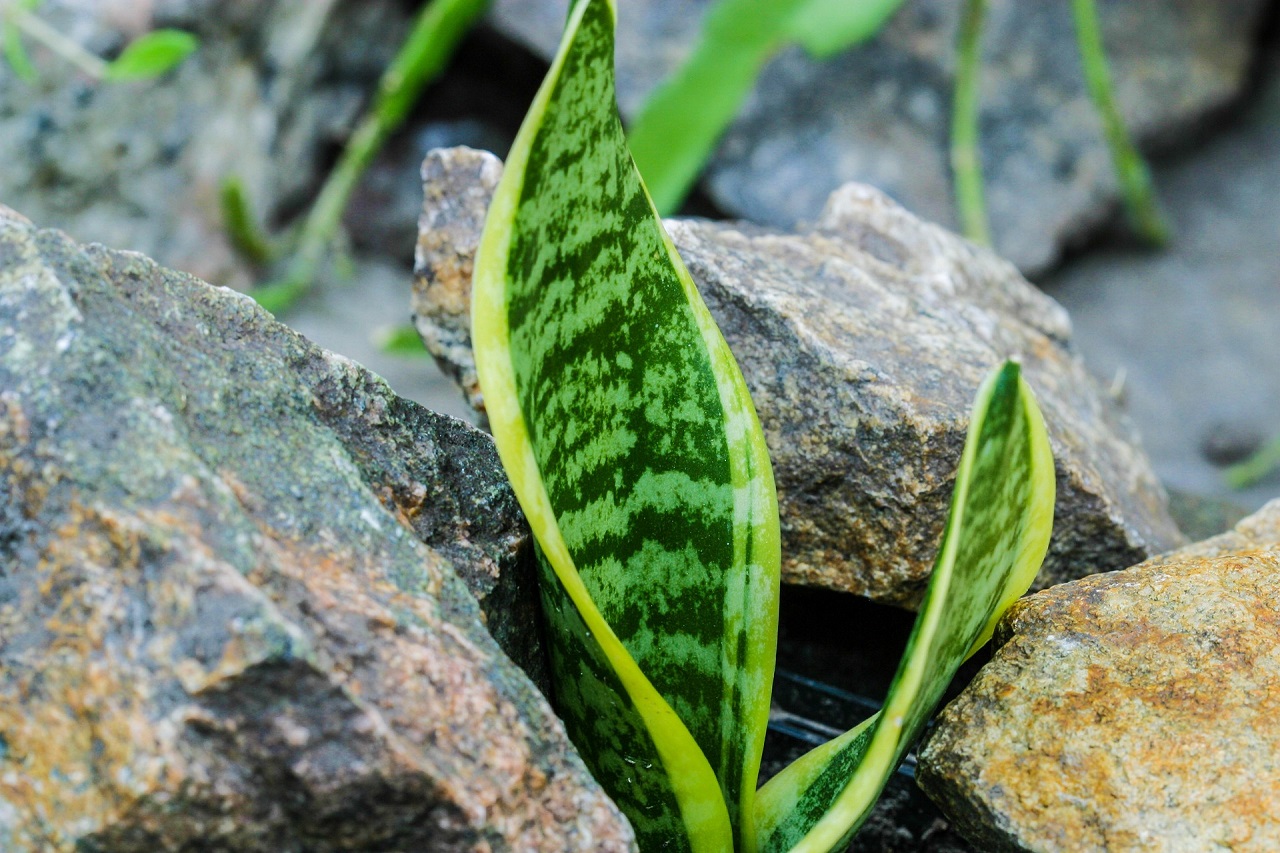 avoid watering sansevieria plant every day