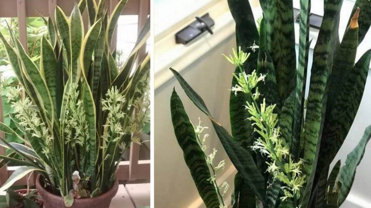 The Sansevieria houseplant is also capable of flowering, but it only does so if you follow these tips