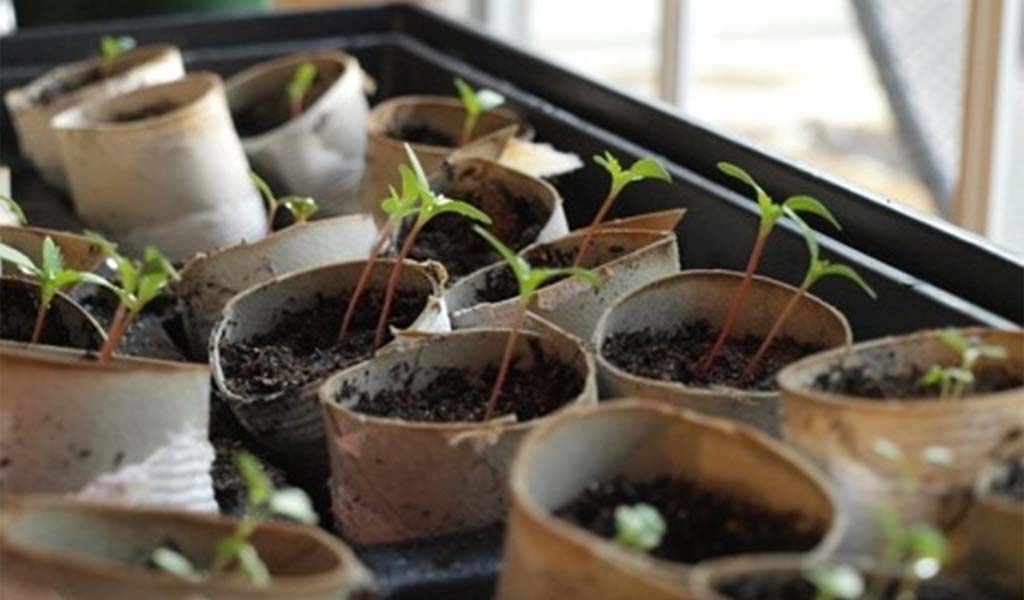 we can use the toilet paper tube to plant our seed