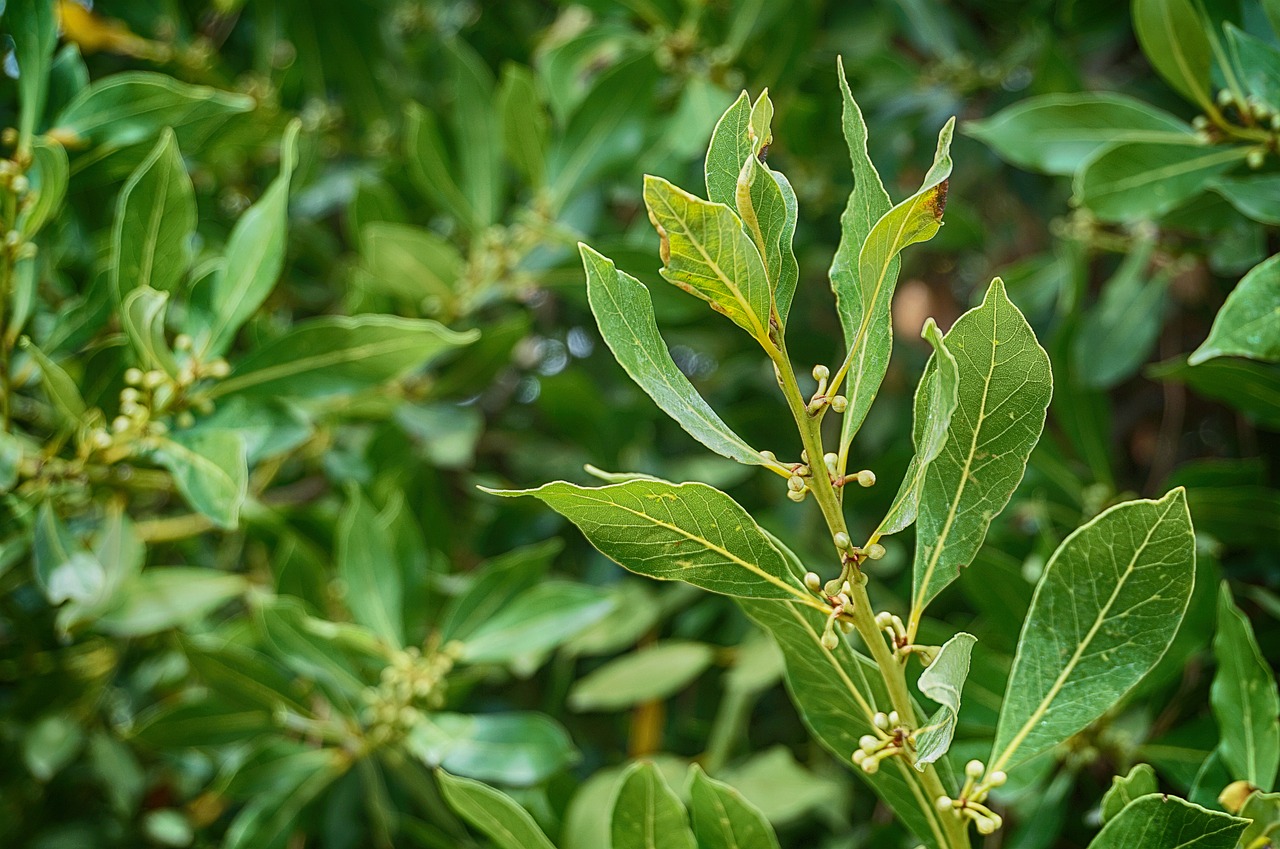 plant of laurel