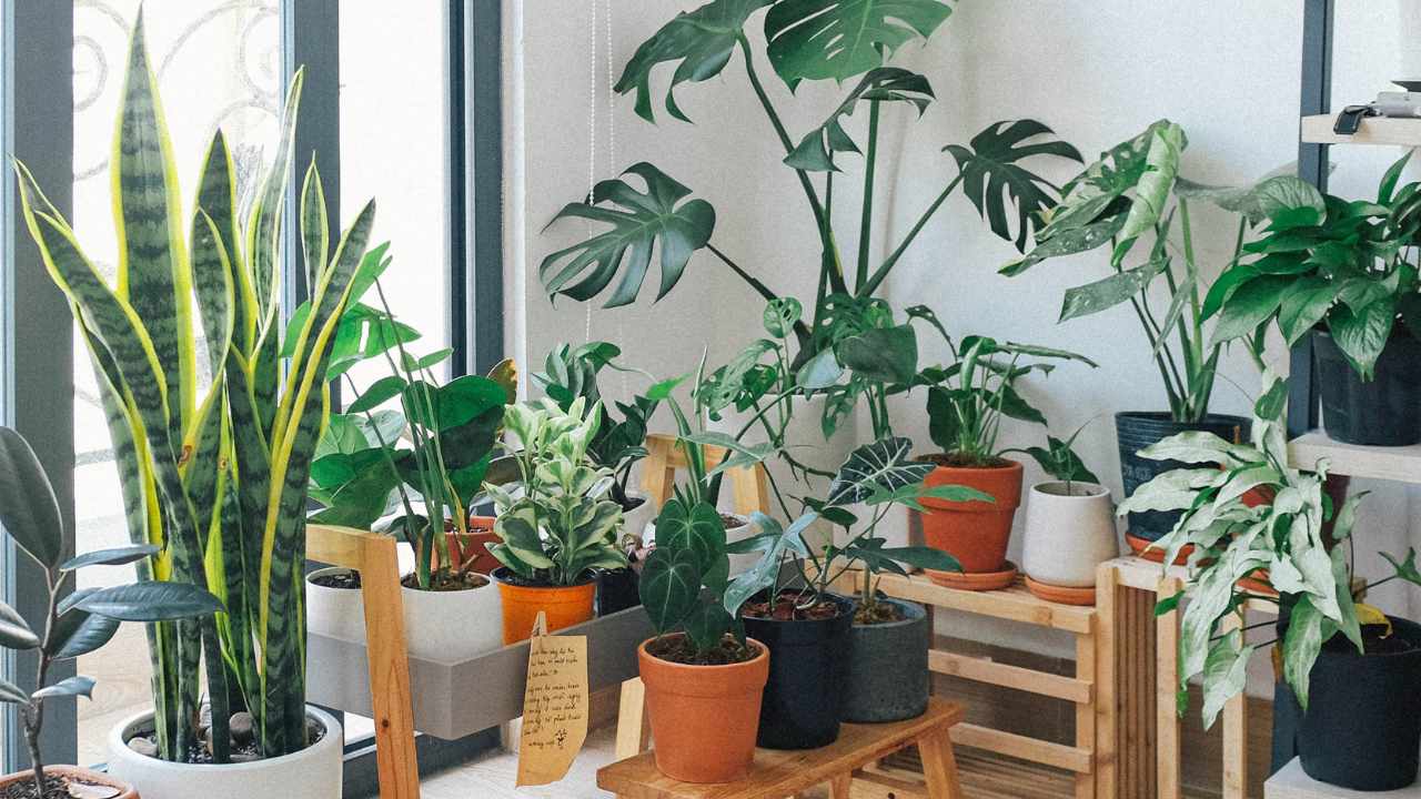 beautifully grown plants of different kinds in the house