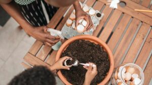 How to Use Eggshells to Fertilize Your Plants