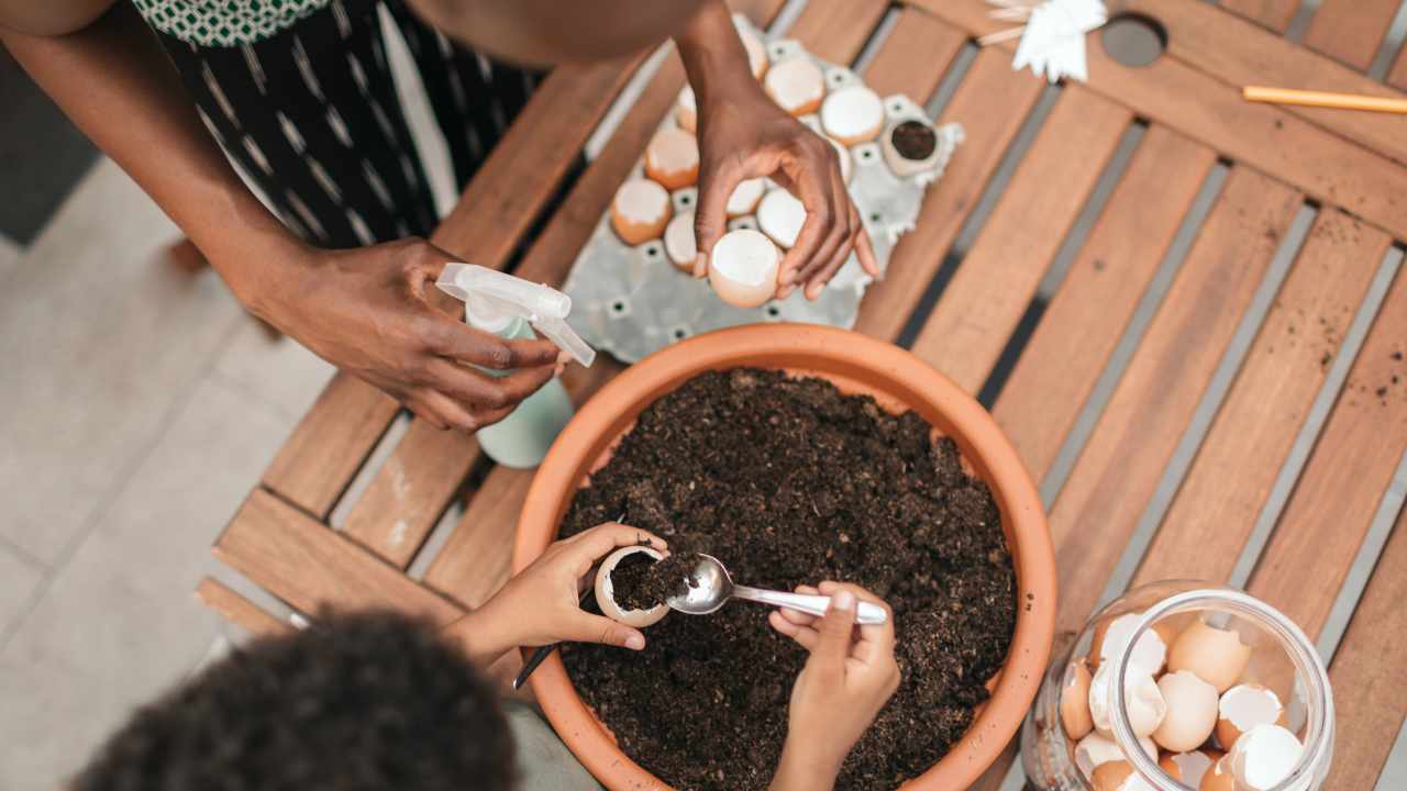 use eggshells to fertilize plants