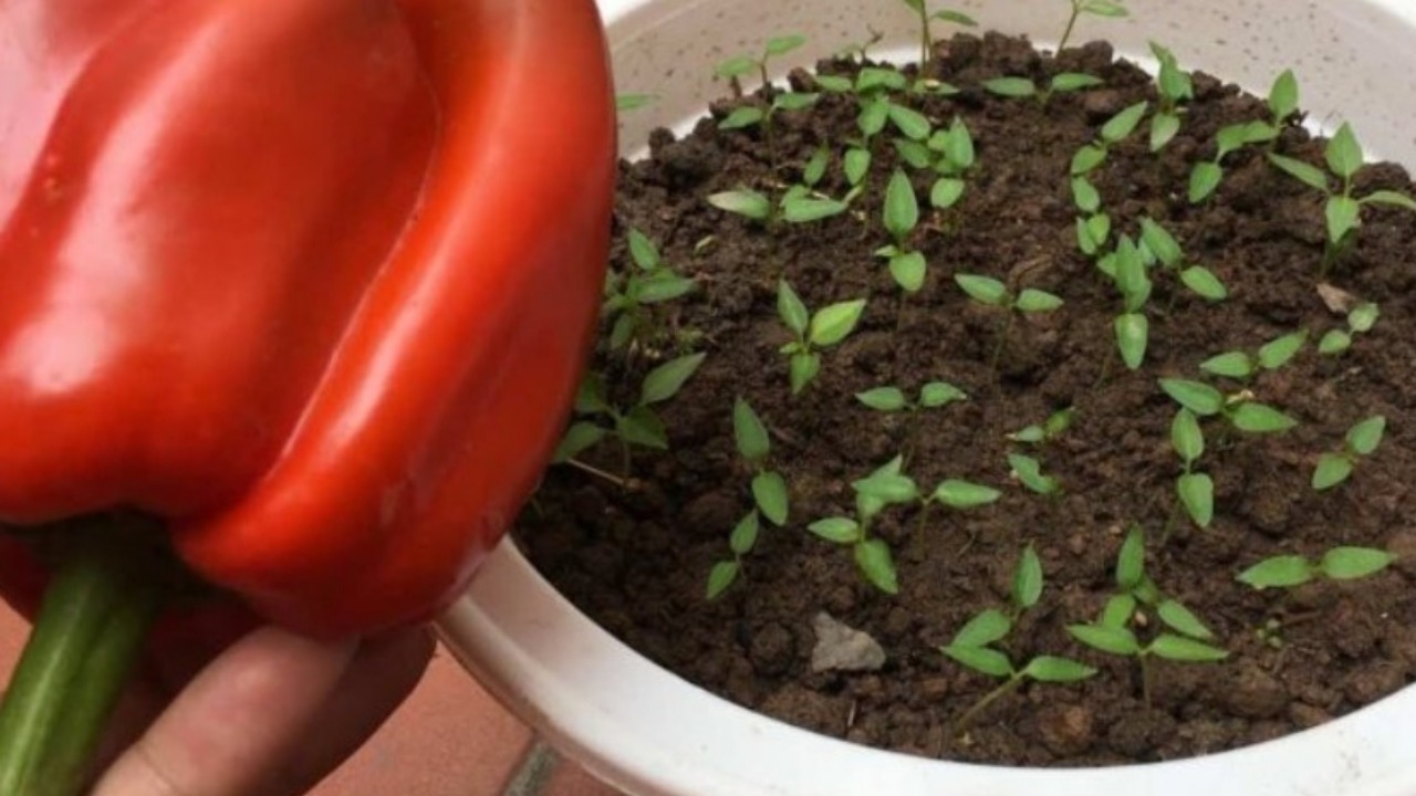 Growing peppers at home in a pot