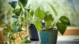 Do the Tips of the Pothos Stand Straight Up? This is What Your Plant Wants to Tell You