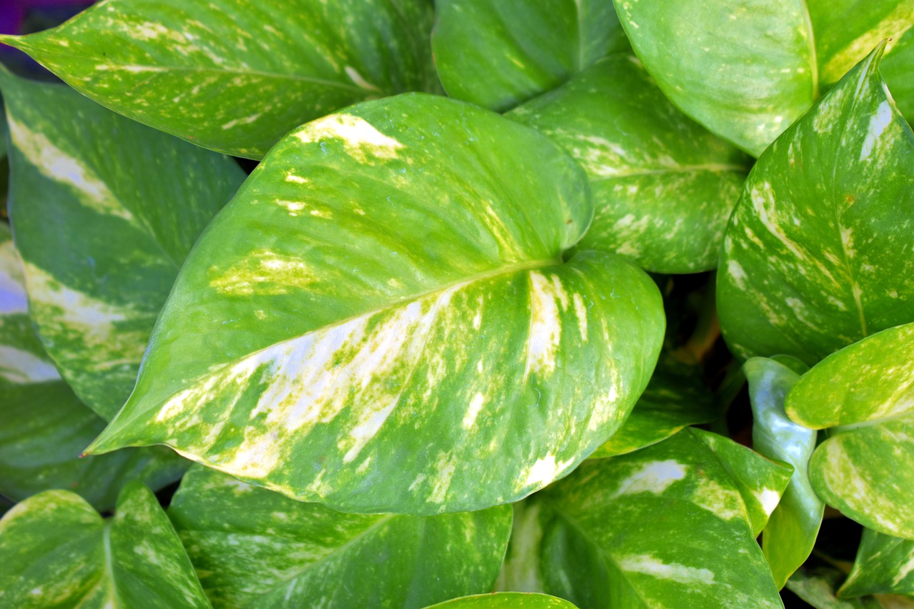 beautiful leaves of the pothos plant