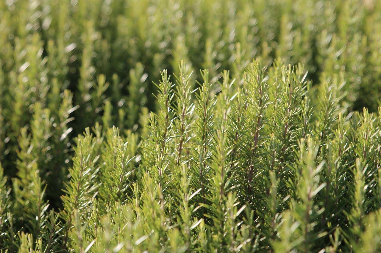 fully grown rosemary harvest