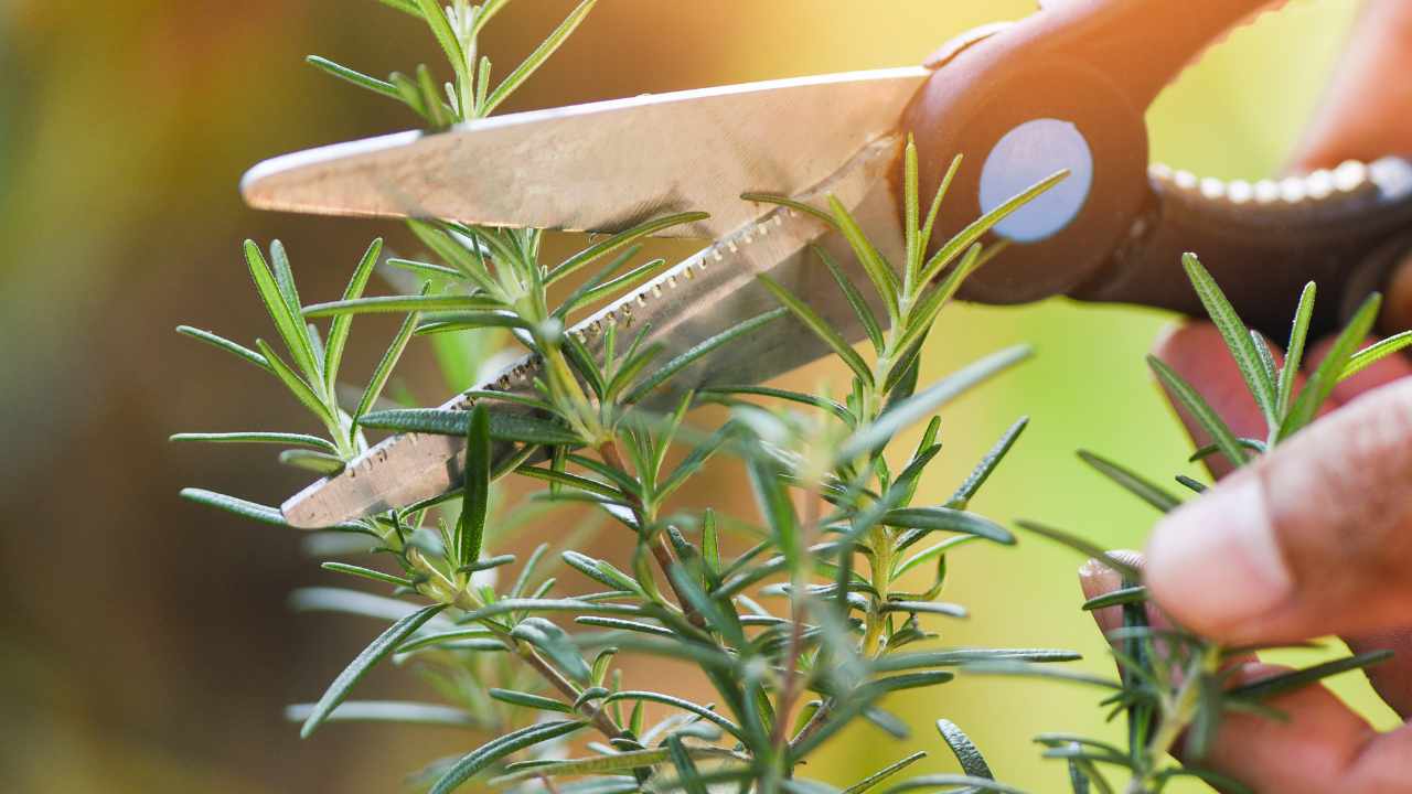how to have a generous harvest of rosemary