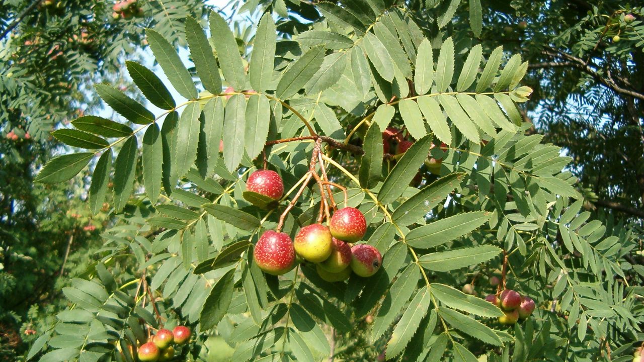 premature sorbole fruits hanging from the tree