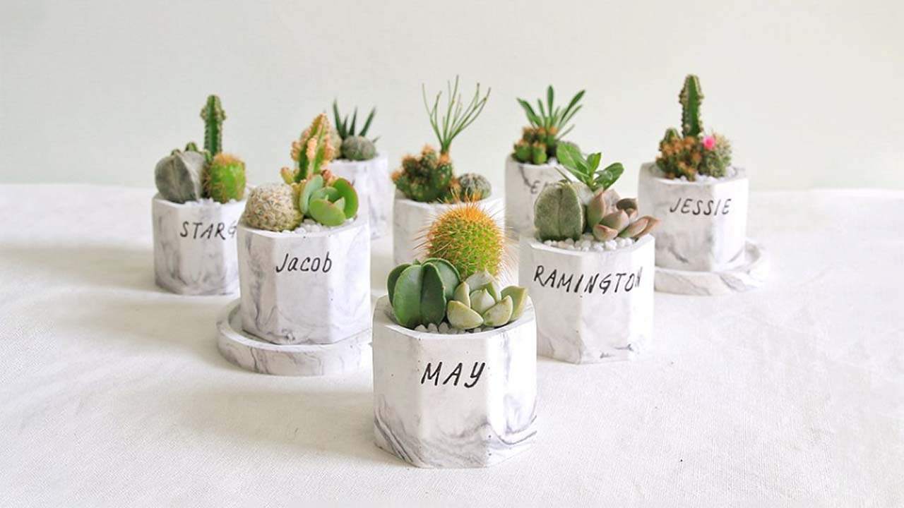 There are hidden meanings to give Succulent Plants as gifts