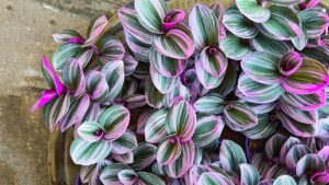 Tradescantia, How to Propagate This Beautiful Plant