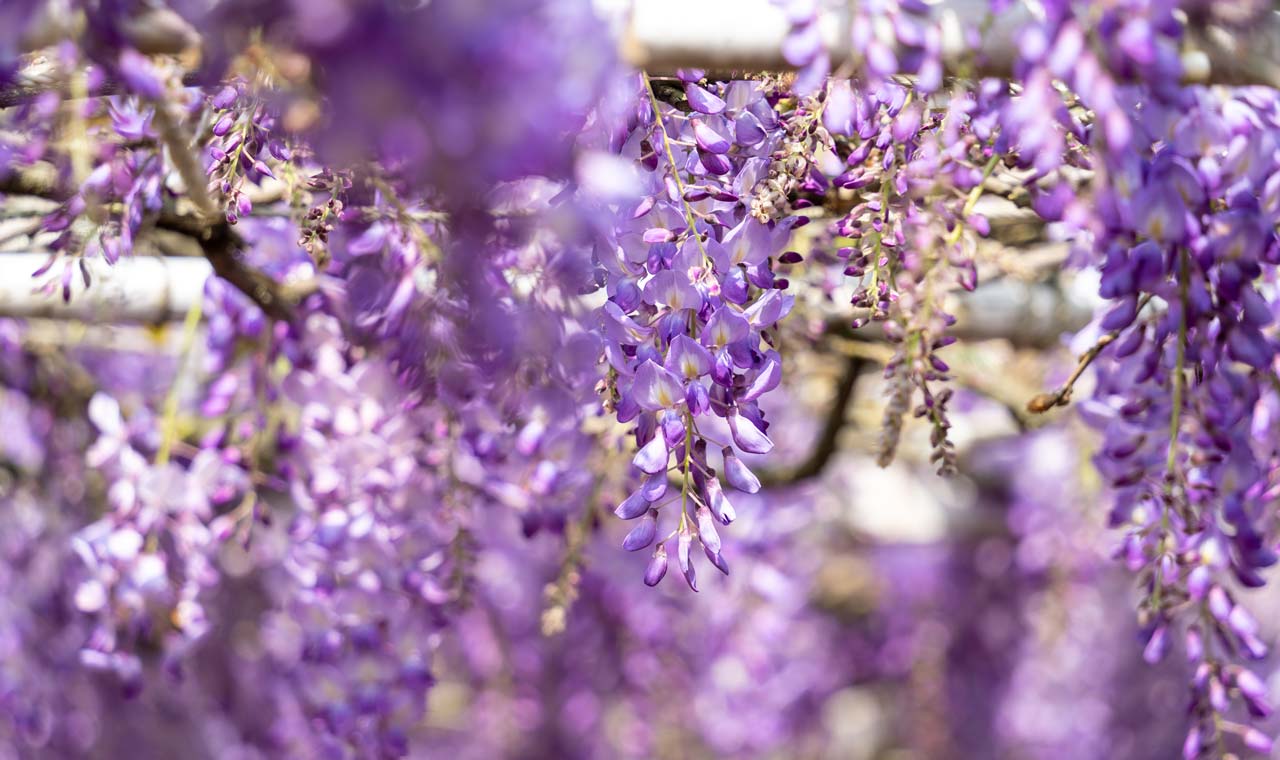 Wisteria is one of the most famous and loved climbing plants
