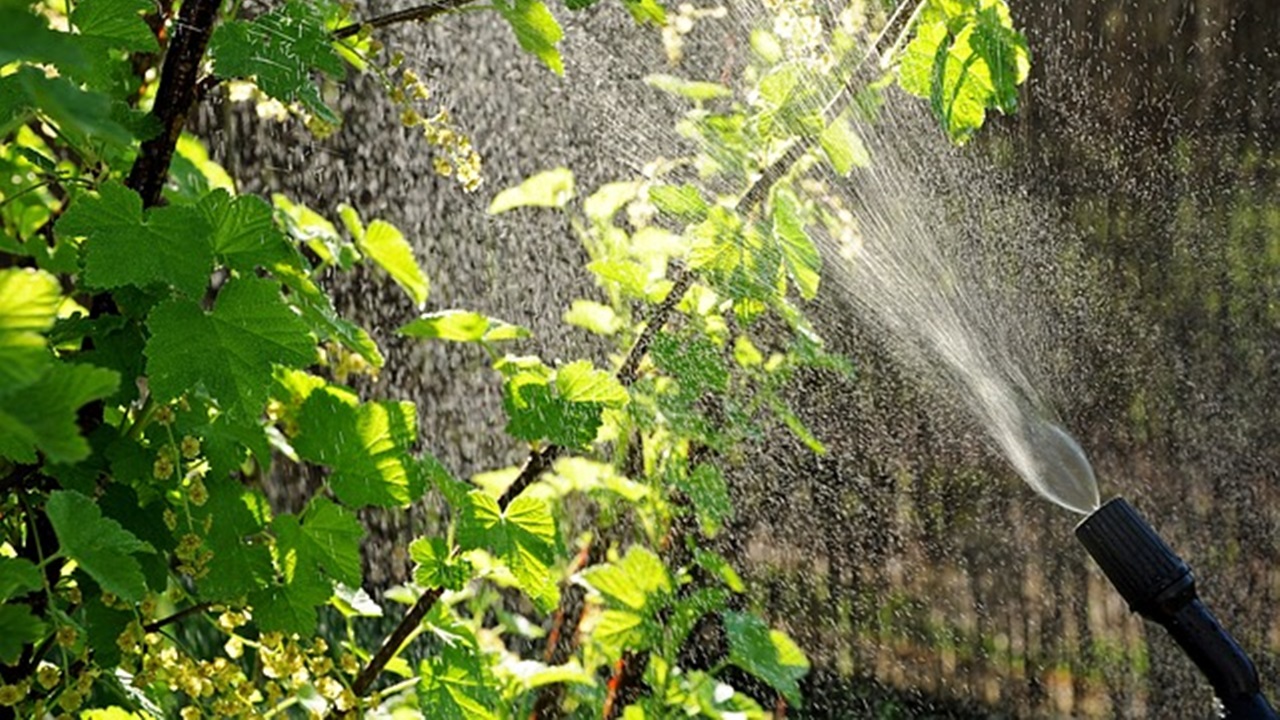 a person is spraying mixture on the plants in the garden, prepared with hydrogen peroxide