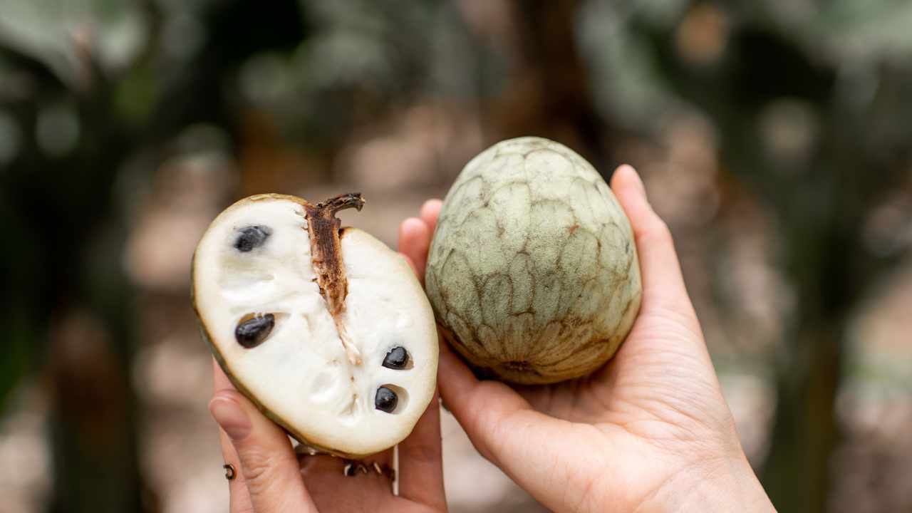 Everything you should know about Annona Cherimoya