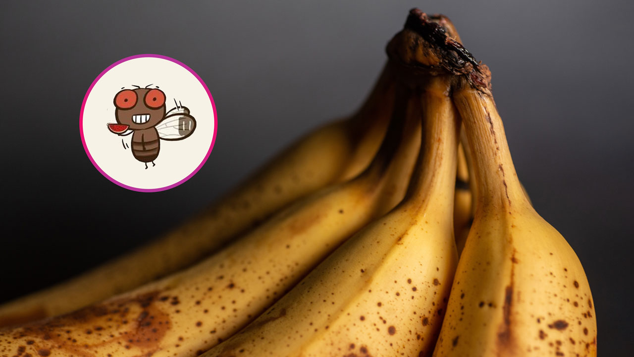 If you want to get rid of midges, equip yourself with a banana