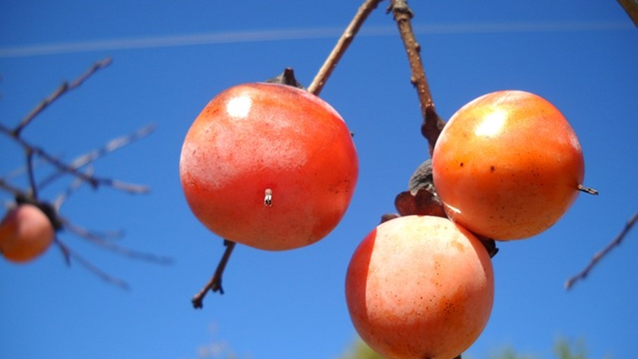 persimmons are hanging from the tree