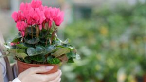 How to Extend the Life of the Cyclamen: Do These Gestures Every Day