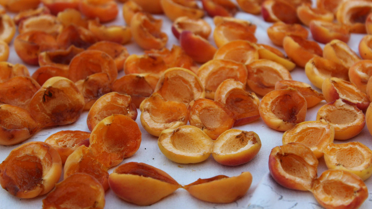 It takes about five days to achieve perfect dried apricots