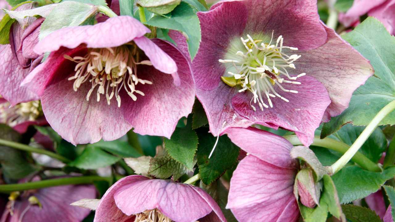 Christmas rose, how to grow it at home