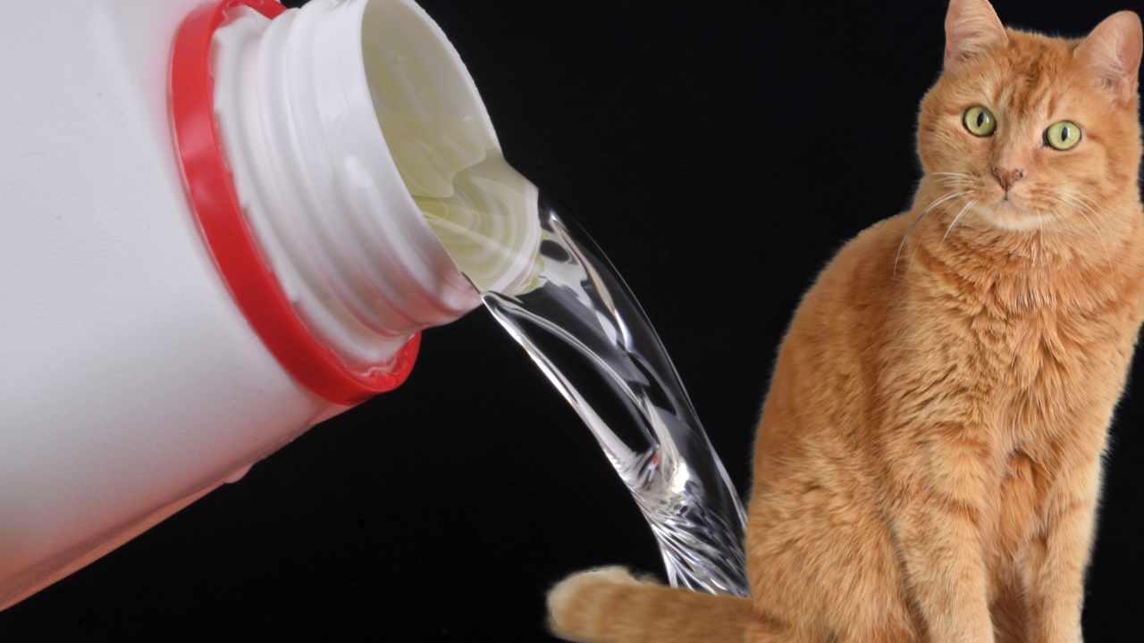 cat and a bleach bottle