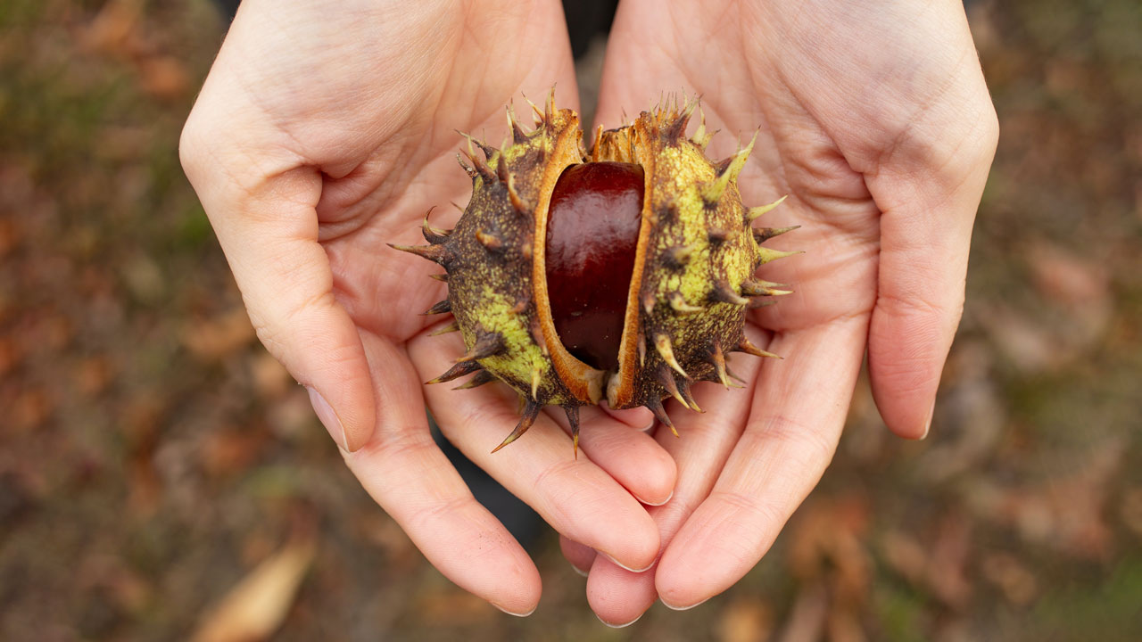 horse chestnut