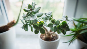 How to Propagate the Jade Tree: Just One Leaf is Enough