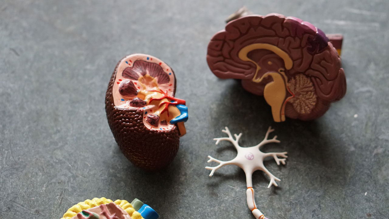 The kidneys play a crucial role in maintaining the body's balance