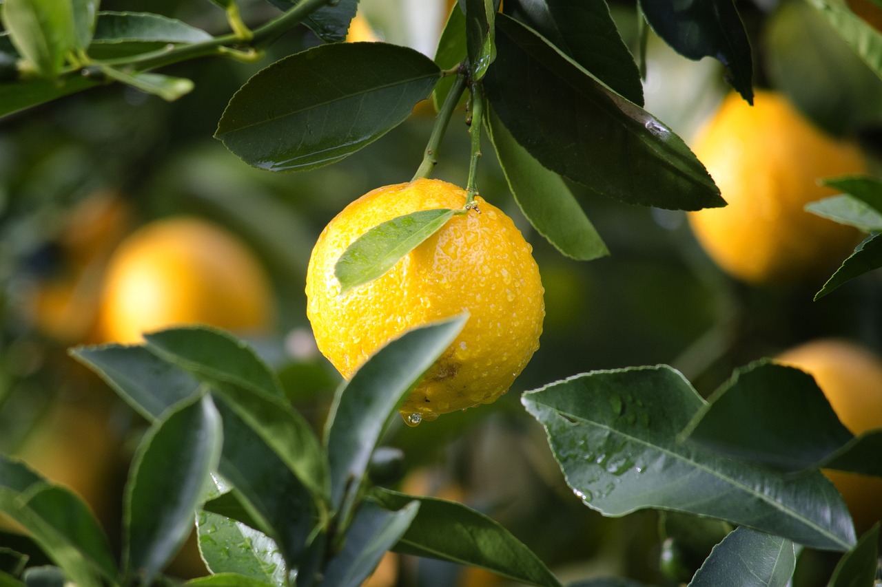 fully grown lemons on a lemon plant