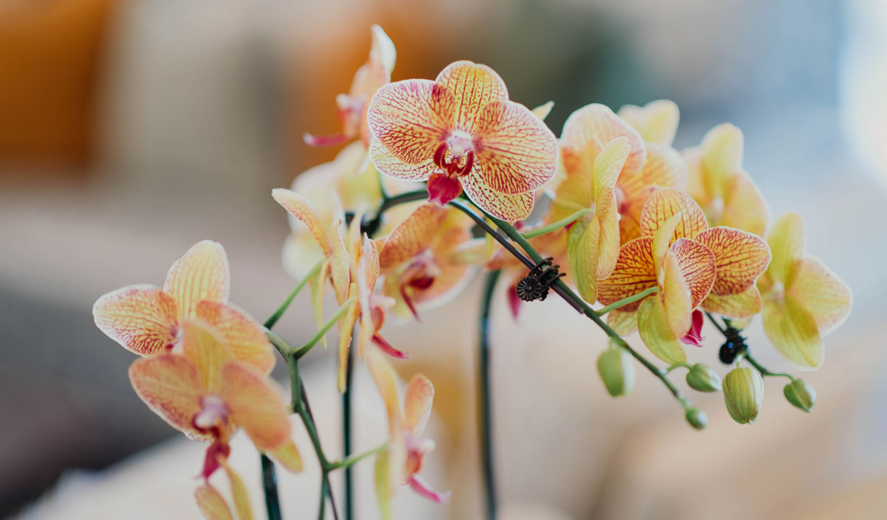 bloom orchids